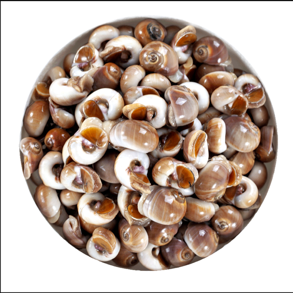 官井一号 新鲜大香螺沙螺猫眼螺 海鲜贝类肚脐螺玉螺海螺 一斤装