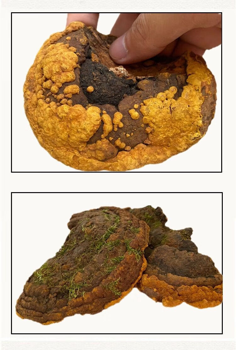 同仁堂材料 西藏直发>大补野生桑黄正宗桑树桑黄整块金边桑黄灵芝桑黄