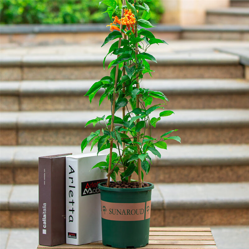 春沭炮仗花盆栽四季常青庭院阳台爬藤开花植物爬墙攀爬花卉炮仗花1一