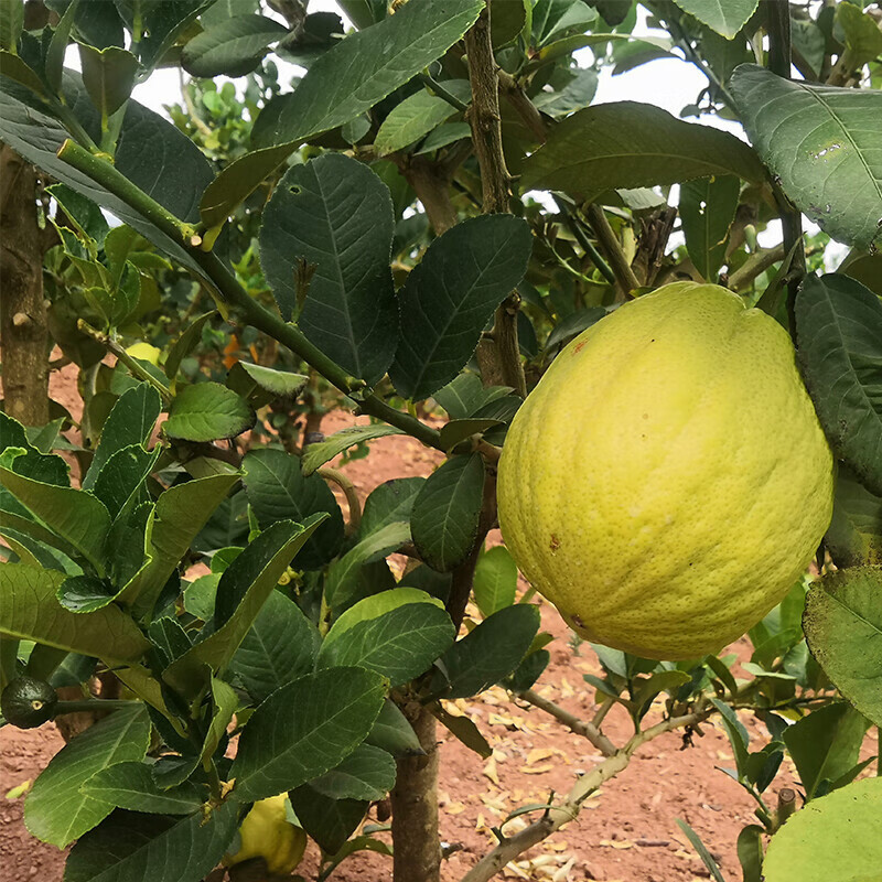 适用于云南香缘大果新鲜香橼果柑水果农家自种香园38斤现摘新鲜香橼8