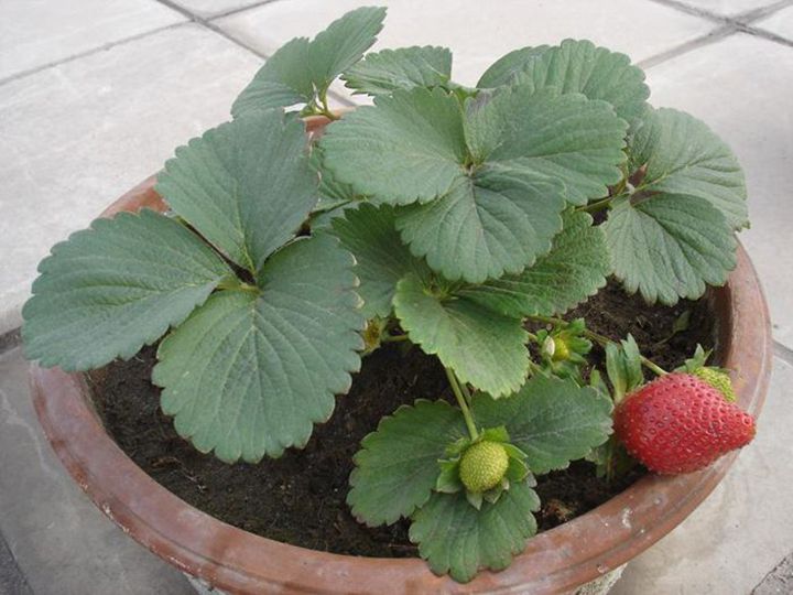 拉森峡谷草莓苗品种图片
