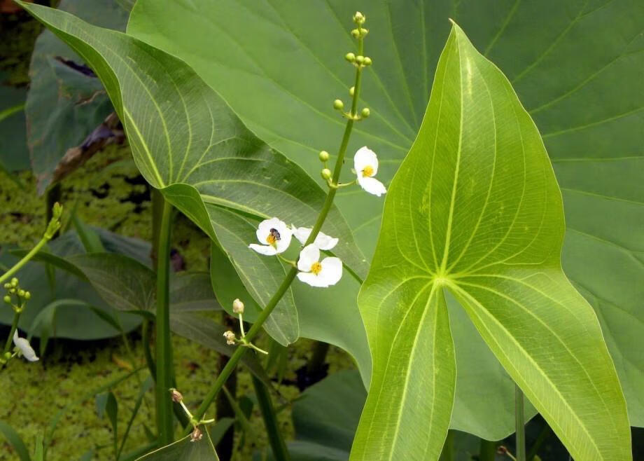 水生植物慈姑苗种苗 茨菇苗 慈菇苗 茨菰苗 沼泽过滤池塘 1000株 不含