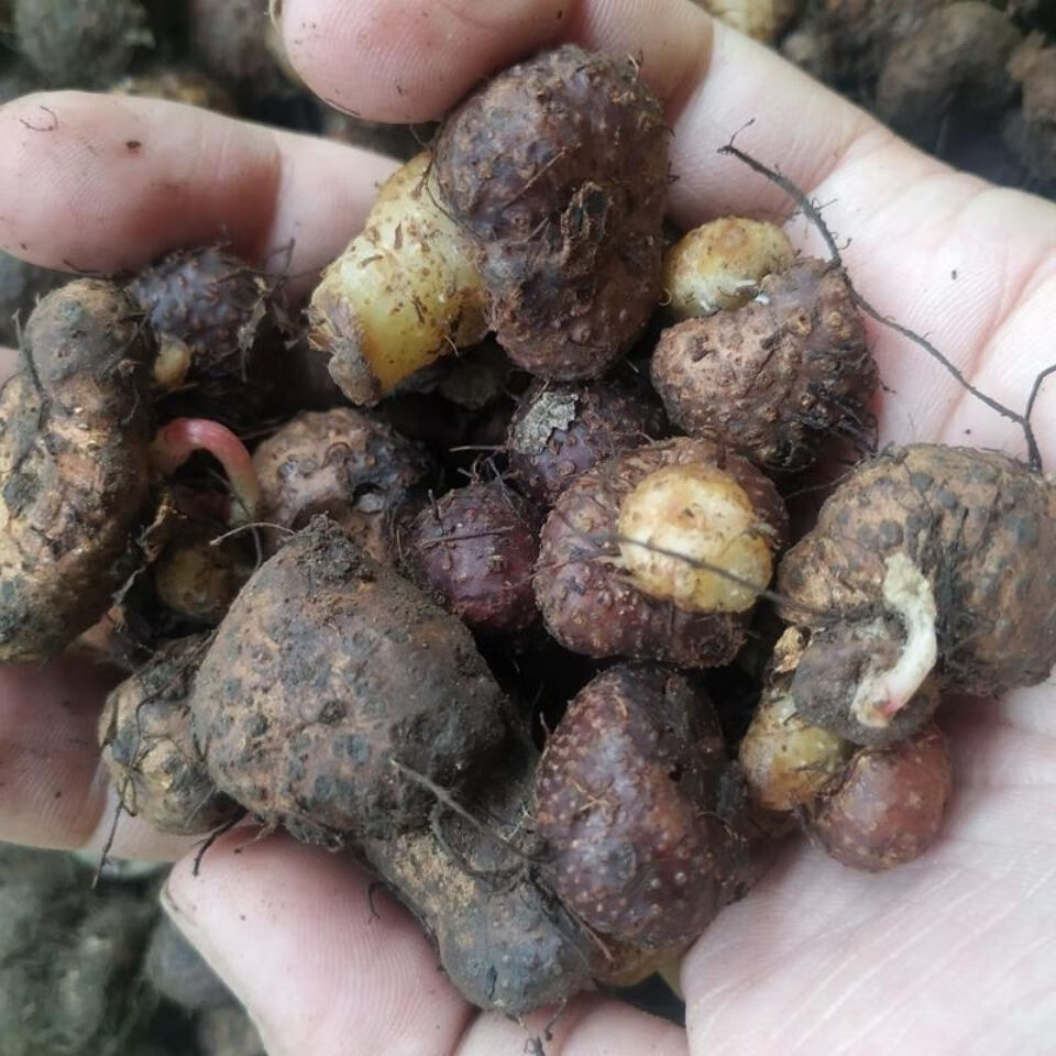 康中尊 贵州省地产野外生一口血干货一滴血 一点血中草药原材料 鲜一