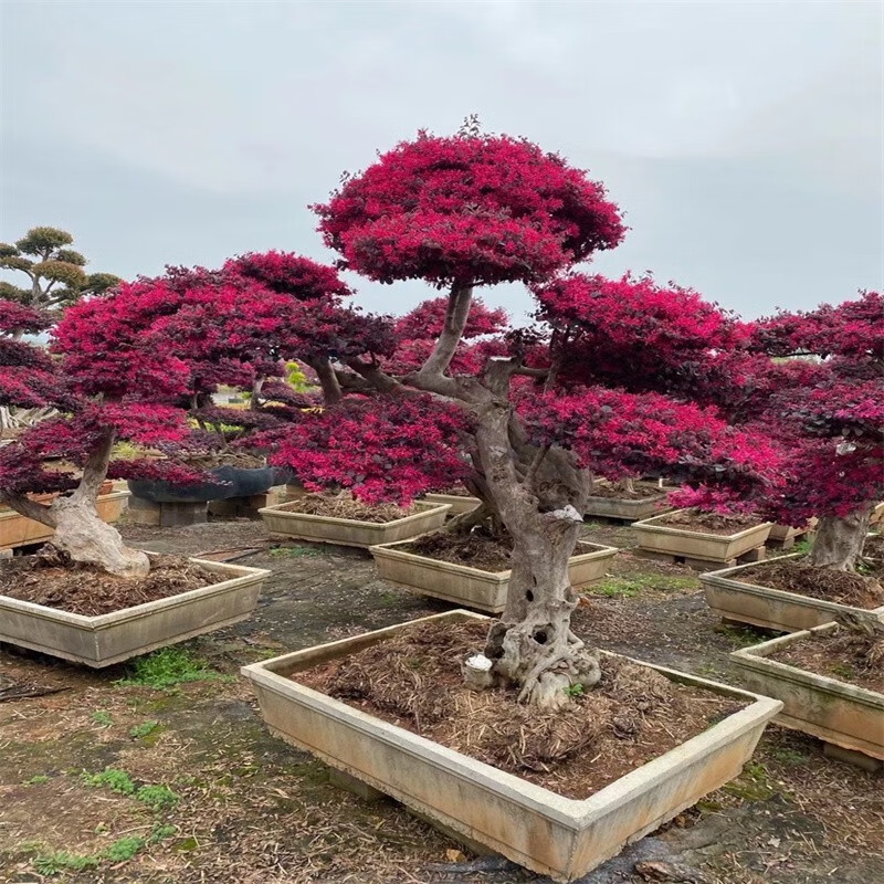 红花檵木老桩耐寒大树盆栽地栽别墅庭院红花继木造型盆景树苗一物一拍