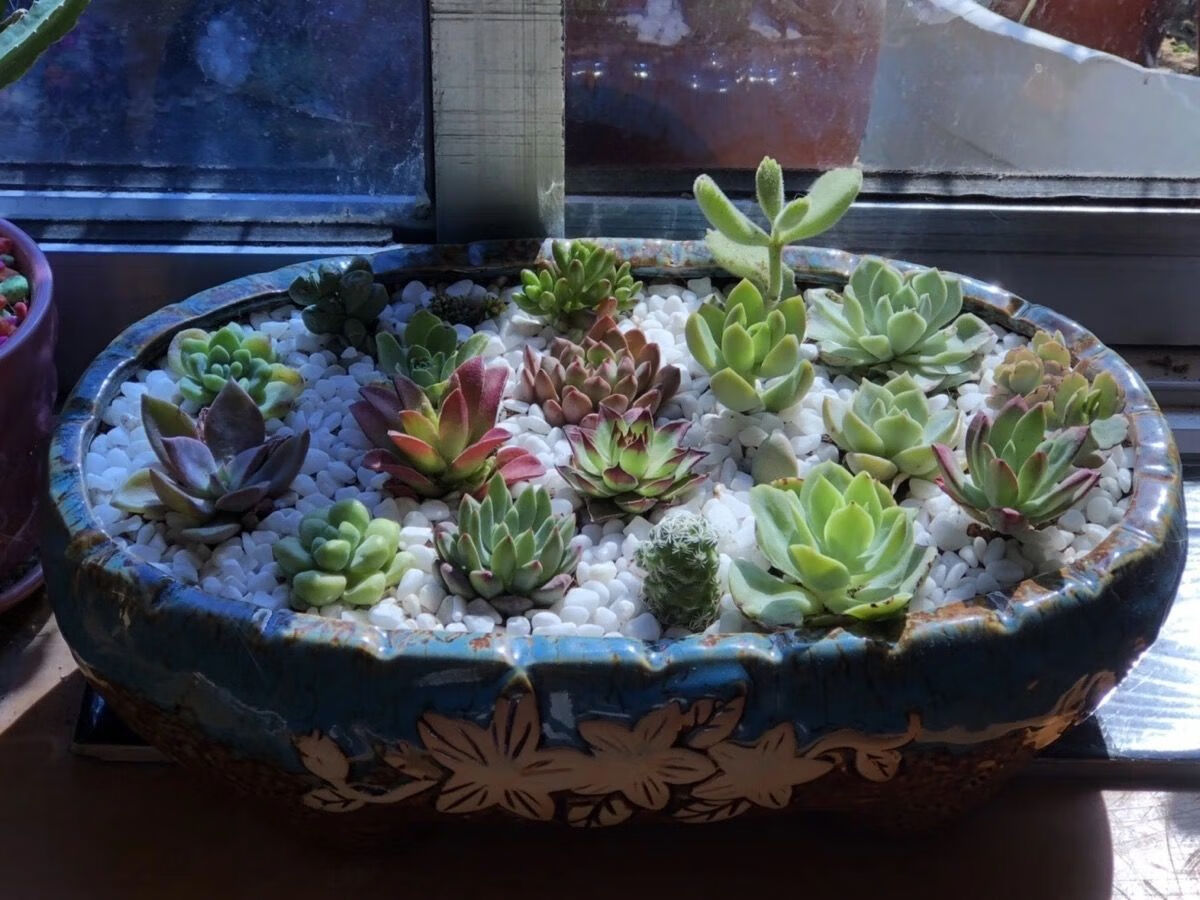 多肉陶瓷花盆有孔长方形多款式大口径多肉植物拼盘简约微景观波浪长条
