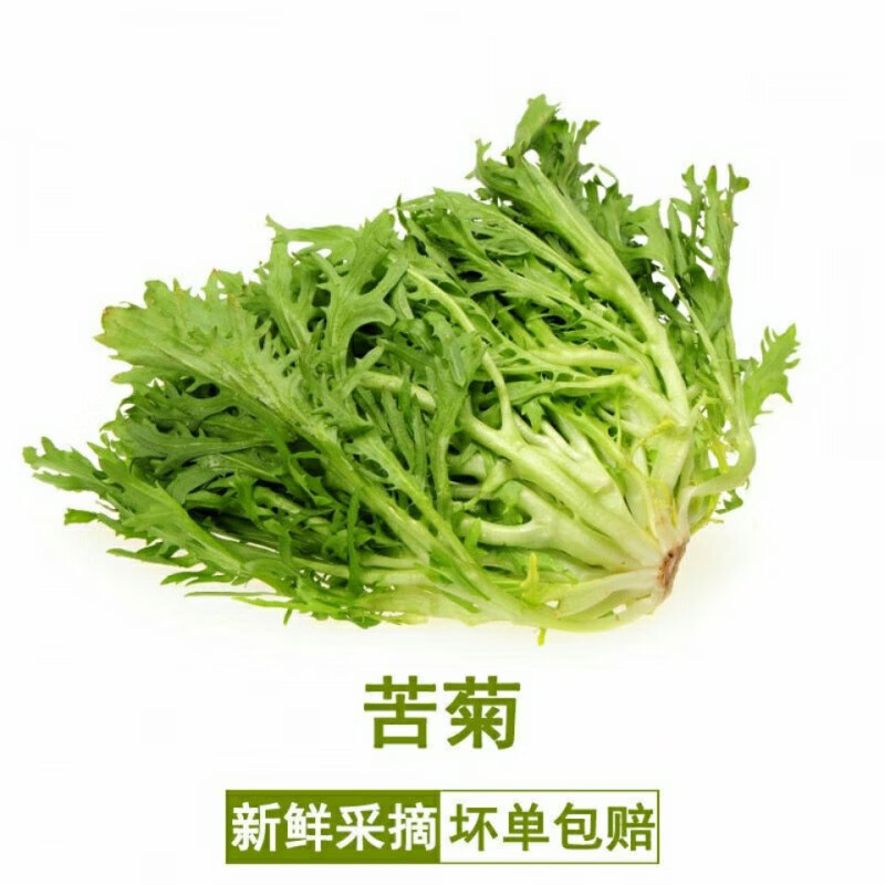 苦菊新鲜蔬菜生吃苦叶生菜新鲜沙拉菜细叶黄心苦苣菜生吃青菜 一斤