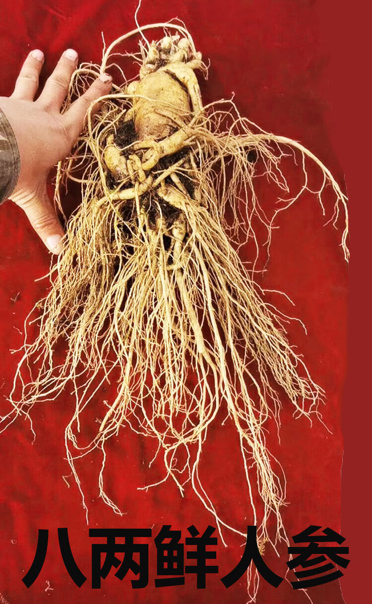 特大鲜人参单支一只半斤一斤泡酒大人参现挖东北长白山新鲜人参 套餐1