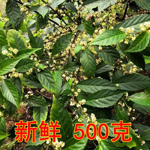 伟博中药鲫鱼胆草茶干品新鲜鲫鱼胆空心花中草药广西药材鲫鱼胆干红色