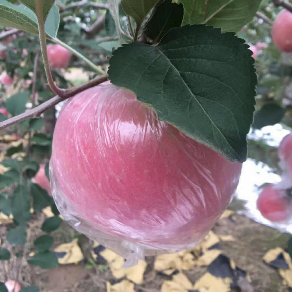 春光岛山西运城临猗红富士苹果大果脆新鲜冰糖心丑苹果10斤水果阿克苏