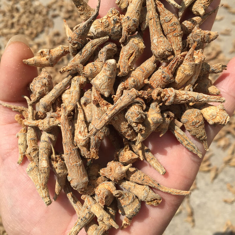 伟博元芦草官方元芦草茶买二赠一 防伪验证元芦漆