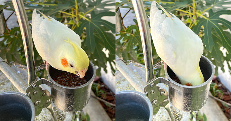 炫料鸟用保健砂鹦鹉鸟粮饲料玄凤玉鸟小颗粒高钙沙小型鸟