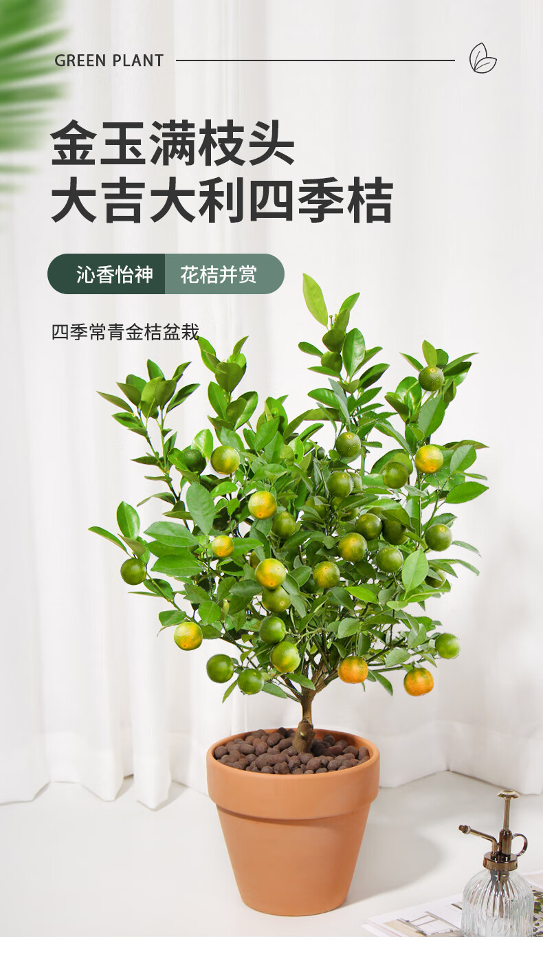 植物办公室桌面脆皮金桔四季好养盆景四季金桔4年苗带果发货原土发货