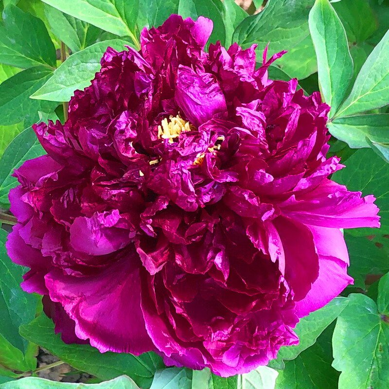 牡丹花苗带花芽带原土花王岛锦皇冠黑绿黄红牡丹大苗菏泽牡丹 花王6年