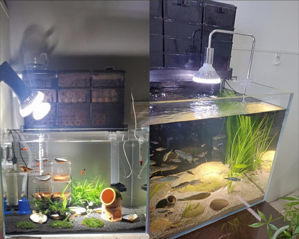 新款金鱼缸全光谱灯led全光谱爆藻灯e27螺口聚光鱼缸水草灯金鱼缸补光