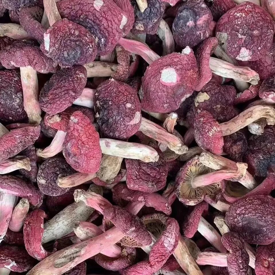 橘田部落福建武夷山红菇红菇红蘑菇干货红菌干货滋补月子菇产 红菇250
