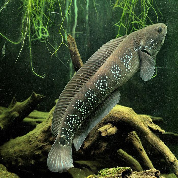 七星鱼苗山斑鱼苗花星鱼苗月鳢观赏食用淡水雷龙七星鱼养殖原生35厘米