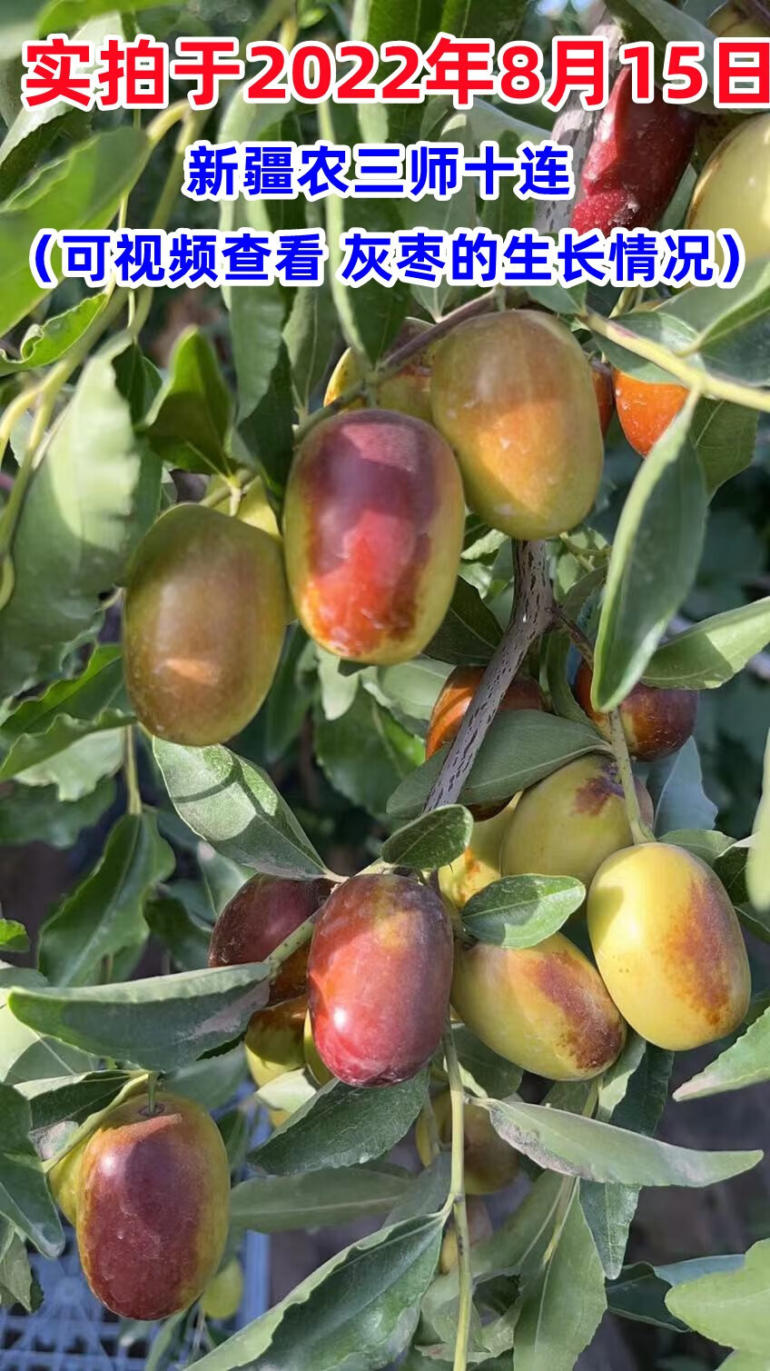 媚调 鲜枣新疆新鲜灰枣冬枣5斤南疆红枣现摘脆甜果园直发兵团大枣子 5