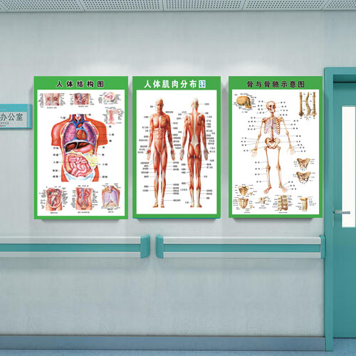 人体内脏解剖系统示意图医学宣传挂图人体器官心脏结构图医院海报血管
