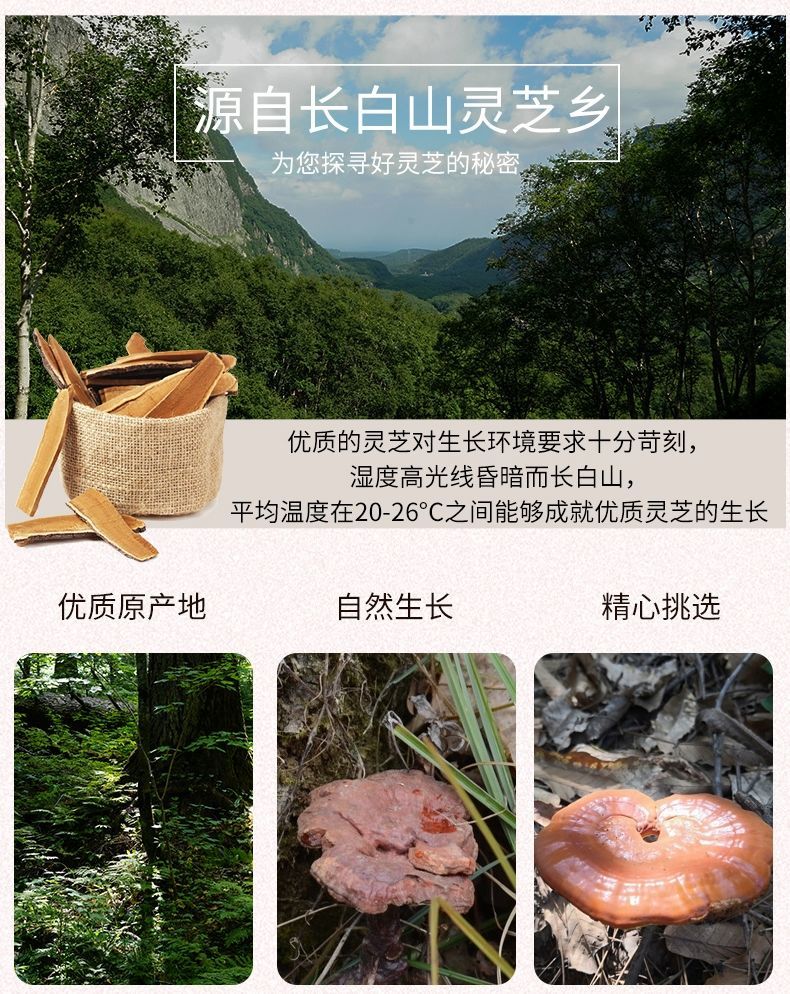 灵芝片灵芝切片泡酒野生灵芝赤灵芝精选大整朵5010克