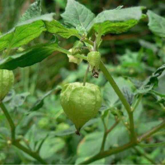 新鲜草药灯笼草 鬼灯笼打卜草 天泡果 1000g【图片 价格 品牌 报价】