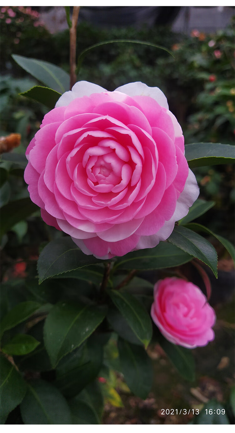 系阳台精品茶花树四季茶花庭院树风景树家庭植物好养 斑水屋两年花苗