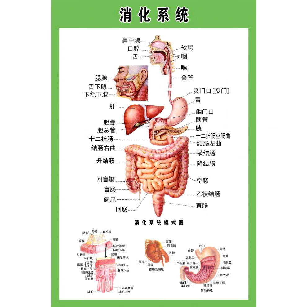 人体内脏解剖示意图全身器官分布图医院心脏解剖挂图医学海报神经示意