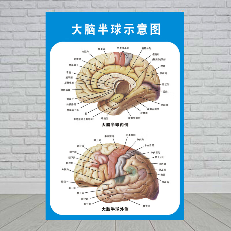 頭部腦神經系統解剖示意圖宣傳畫教學醫院科室人體醫學掛圖牆貼 大腦