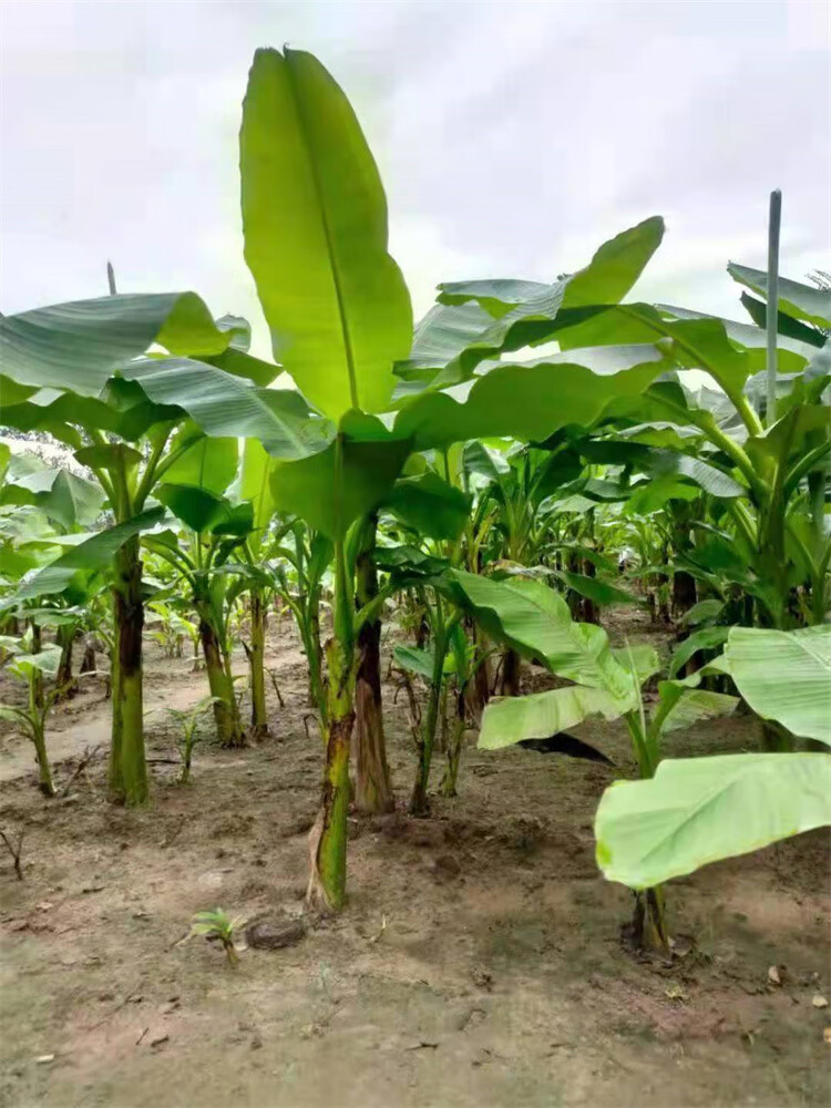 庭院大型绿植花卉芭蕉苗 北方耐寒观赏芭蕉树苗盆栽大叶植物室内 粗8