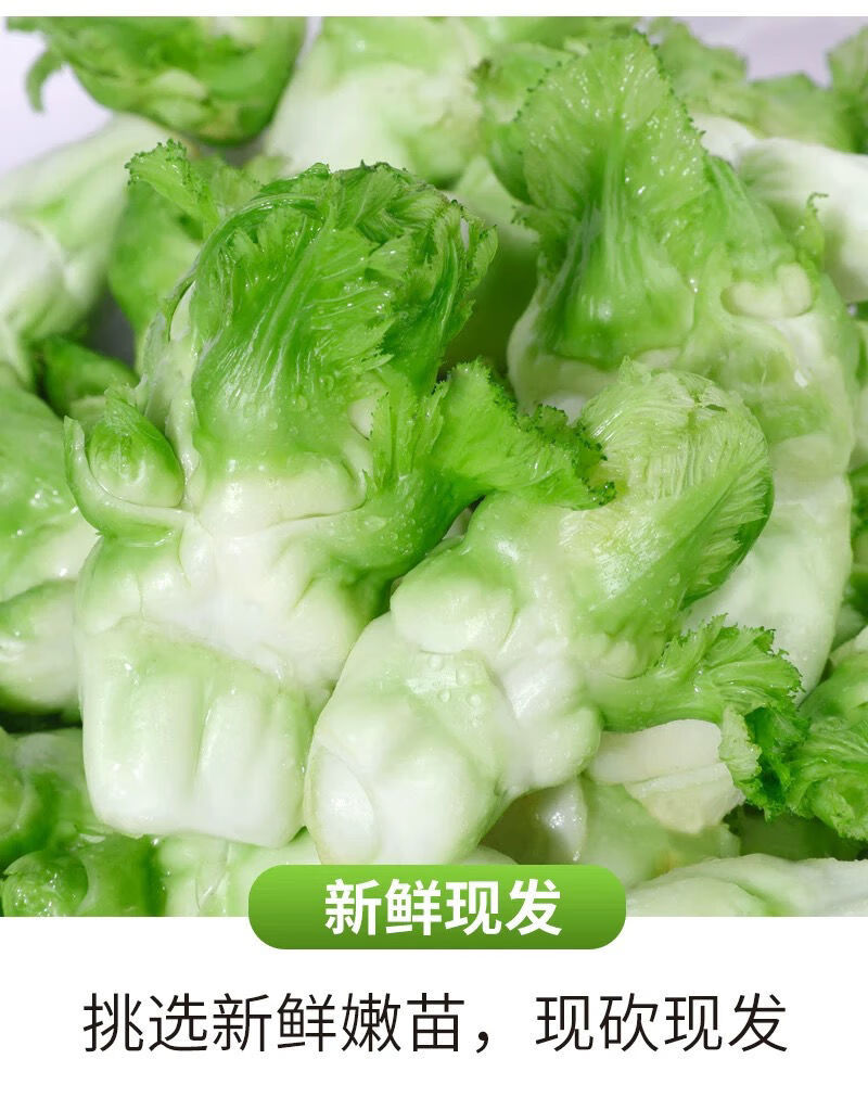 四川兒菜新鮮蔬菜娃娃菜抱兒菜南充菜農家自種新鮮特價蔬菜新鮮兒菜現