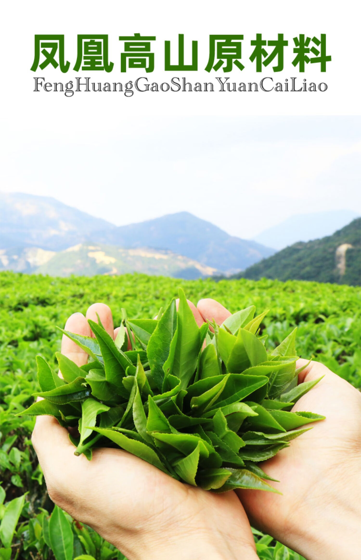 凤凰单枞鸭屎香单丛茶乌岽茶叶清香大乌叶乌龙茶500g玉膳房