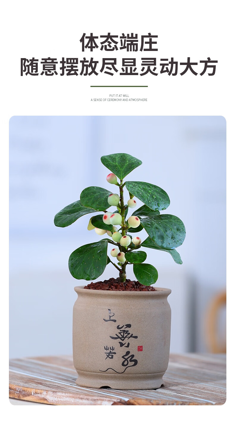 小盼菩提树盆景办公室绿植室内盆栽花卉桌面四季好养风水招财植物菩提