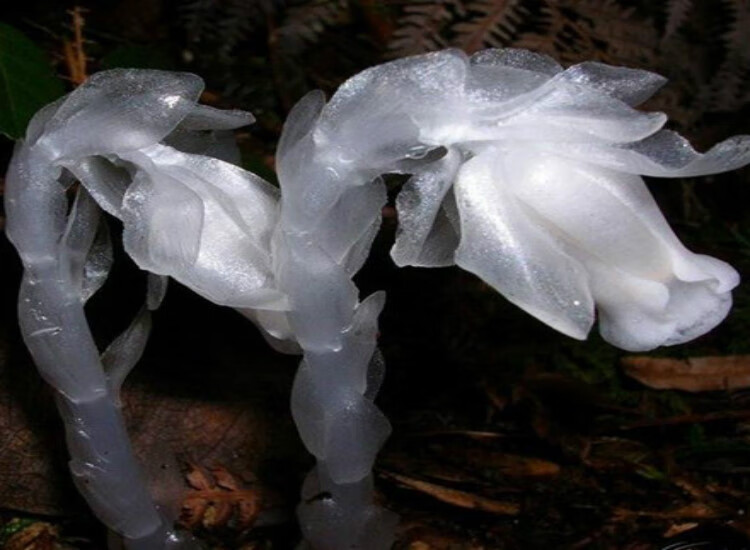 澜墨种子奇特兰花阳台盆栽植物水晶兰100粒