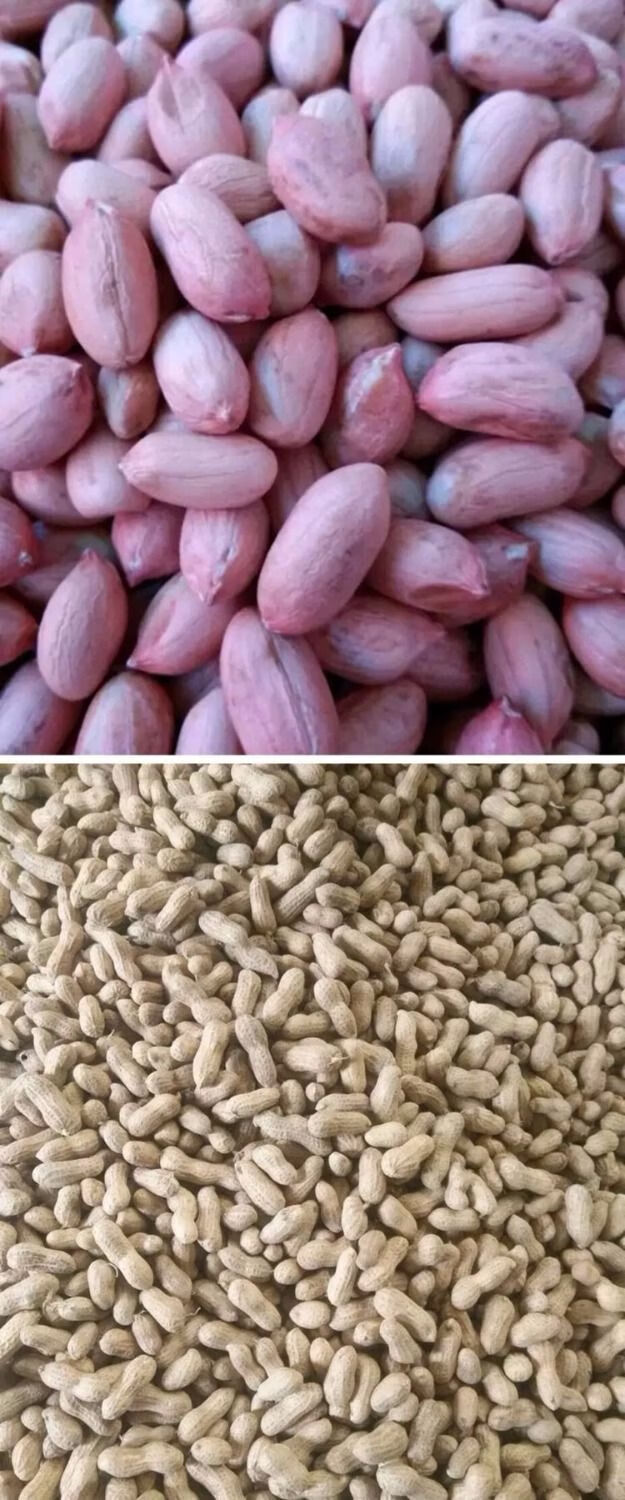 冀油4号花生农家自种带壳花生种子抗病早熟白皮薄皮高产大田种籽 -量