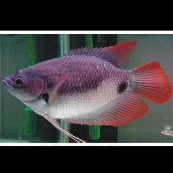 招财鱼战船活体黑眼红眼招财热带观赏鱼大中型风水鱼发财鱼淡水鱼 乳