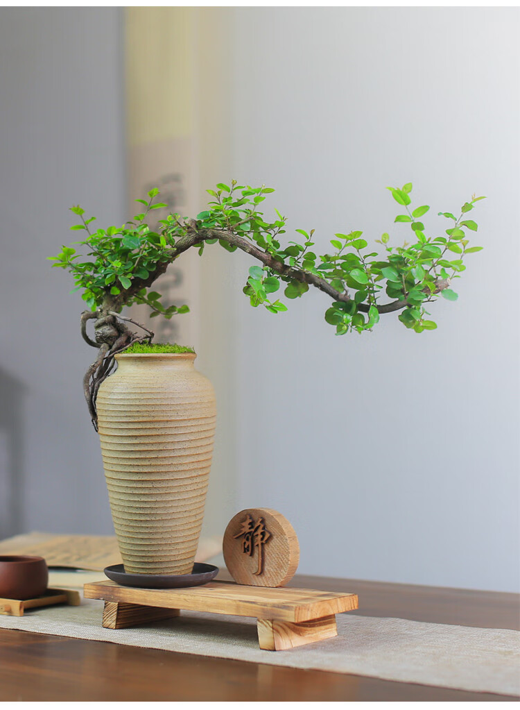 涞思芊品质保证雀梅禅意盆景悬崖老桩创意盆栽花卉植物室内桌面办公室