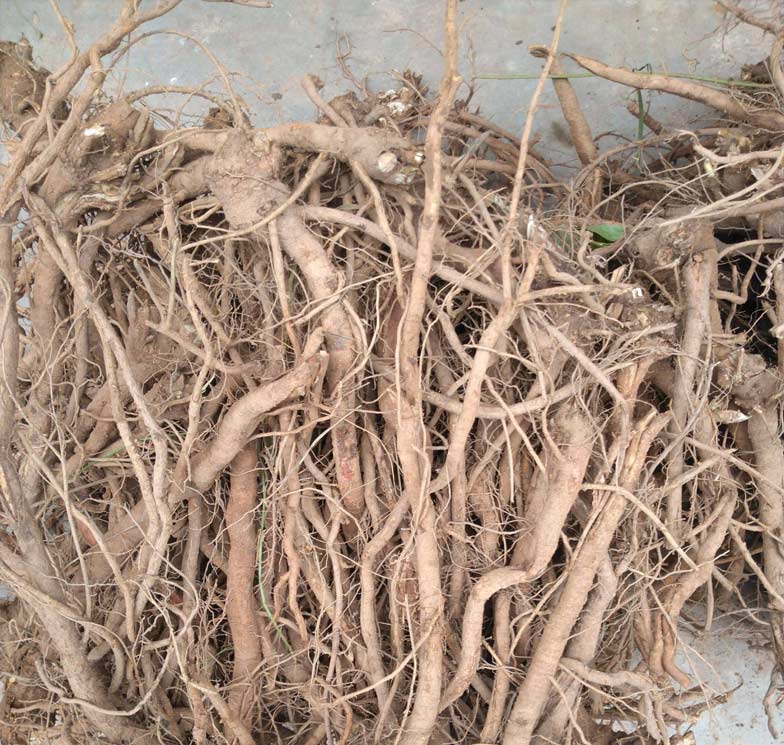 【dj好物】 广西野生千斤拔500g中药材一条根钉地根千金拨 钻地风中