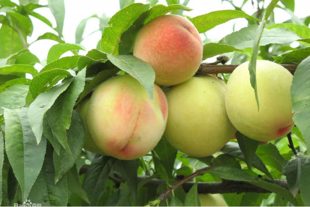 更多参数>>类别:桃品种:水蜜桃货号:dcyjl0804445209商品毛重:1.