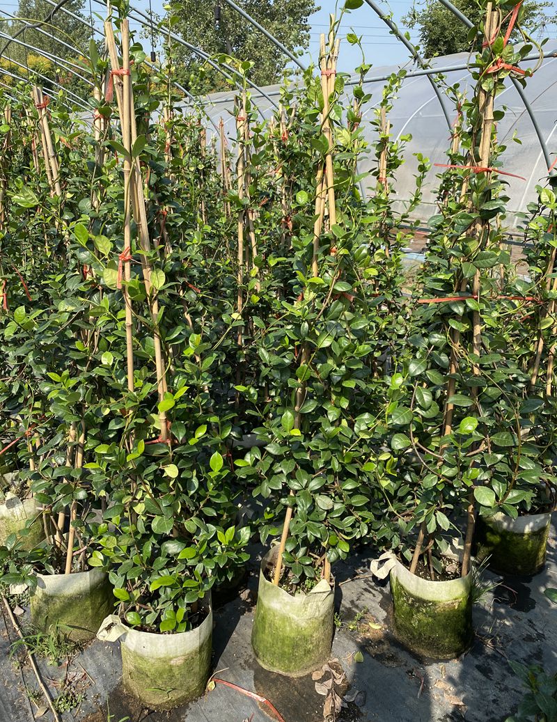 麦桑荷四季爬藤植物络石藤风车茉莉老桩盆栽大苗常绿易养浓香型粉色