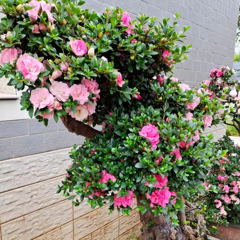 鹃之舞日本皋月杜鹃稀有品种一树多色绿植花卉四季开花盆栽苗好养花草