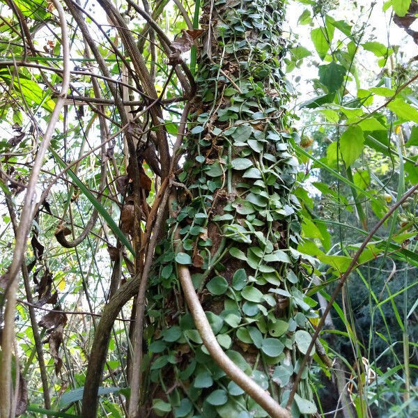 北京同仁堂原料 天然野生穿根藤500克 小春根藤崧