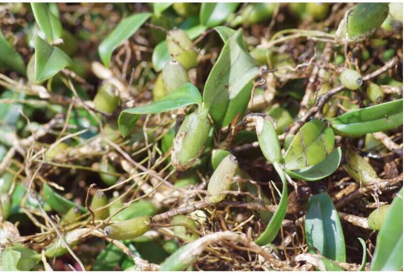 【现货】石橄榄 新鲜石仙桃 石岩珠煲汤炖汤食材 广式 单叶中大号500g
