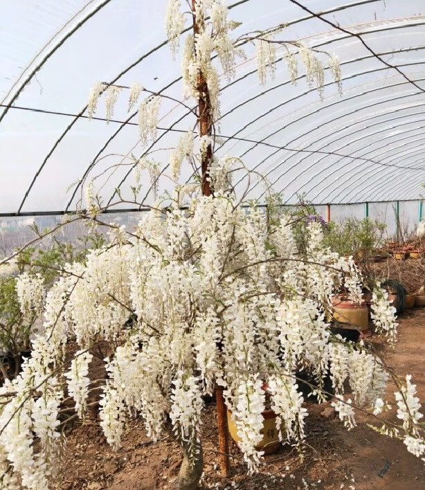 麥桑荷普羅旺斯紫藤日本豐花紫藤蘿花樹苗隧道爬藤庭院陽臺盆景盆栽