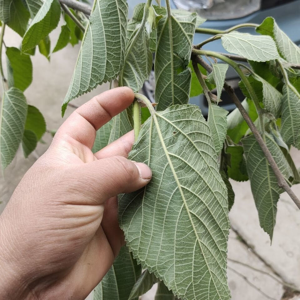 北京同仁堂原料 新鲜野生构树汁液楮桃树汁液构树汁 褚树原汁加冰冷藏