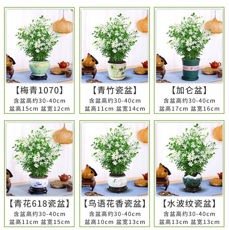 【现货现发】九里香盆栽室内花卉植物驱蚊驱虫四季常青除 2年一棵九里香小苗来年开花不