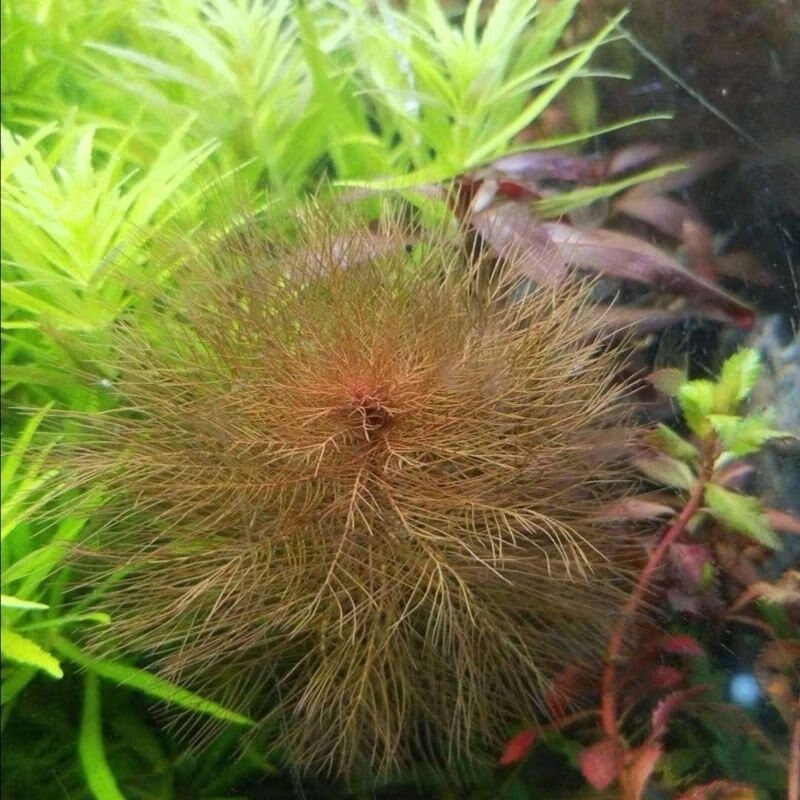 红千层水草水下叶荷兰缸水草懒人新手开缸水草鱼缸草缸造景后景草 红