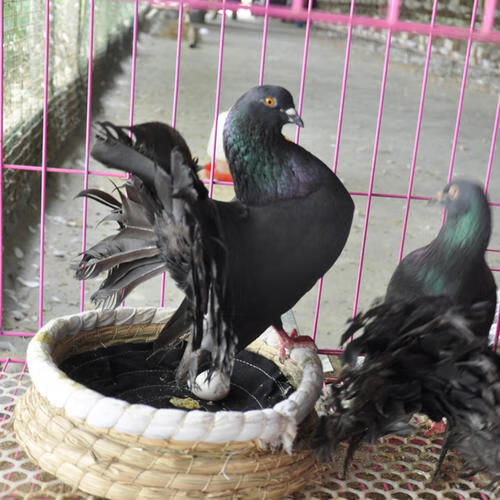 乌红秀青年鸽羊眼幼鸽点子鸟一对 两头黑乌青年一对(两三个月)【图片