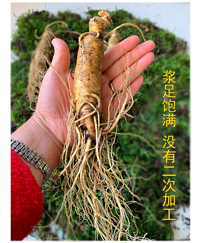 长白山新鲜人参园参现挖鲜人参35支左右500克煲汤泡酒参农直销5年新鲜