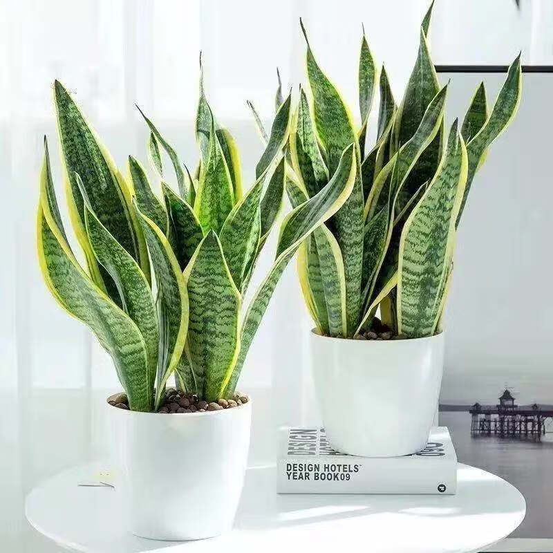 【现货现发】金边虎皮兰盆栽四季常青室内绿植虎尾兰吸净化空气虎皮兰