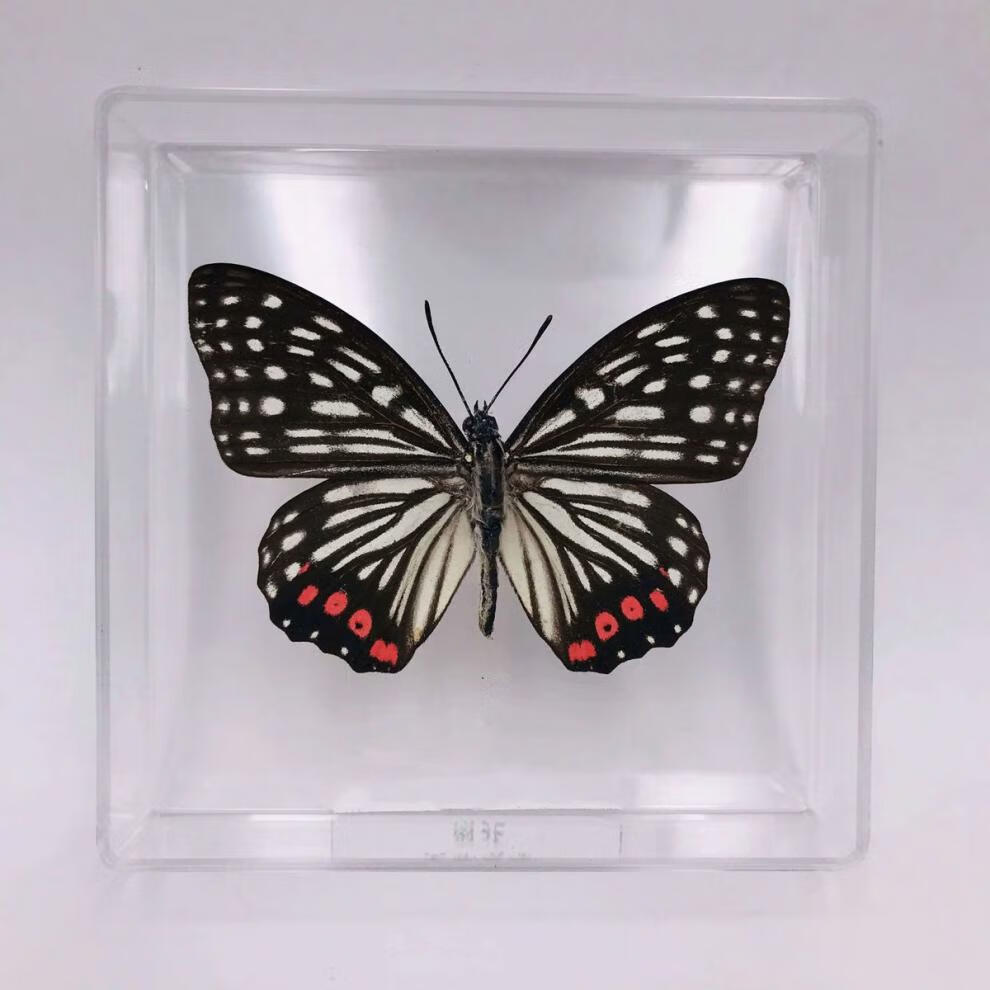 昆虫标本制作工具真蝴蝶标本精品透明盒装摆件生日礼物拍照道具幼儿园