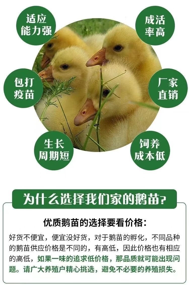 纯种大白鹅苗批发小鹅一斤狮头鹅活苗三花鹅皖西下蛋鹅活体产蛋王